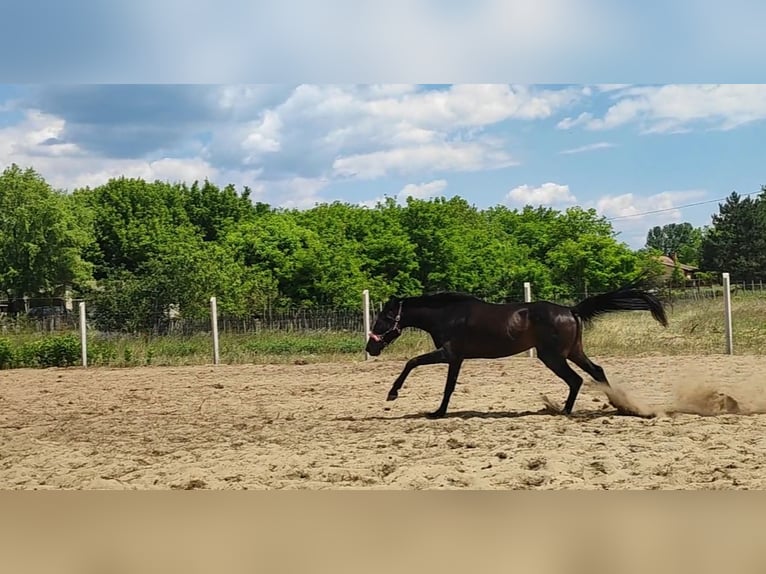 Duitse draver Merrie 4 Jaar 160 cm Donkerbruin in Kiskunfélegyháza