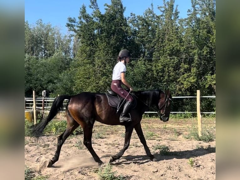 Duitse draver Merrie 4 Jaar 160 cm Donkerbruin in Kiskunfélegyháza