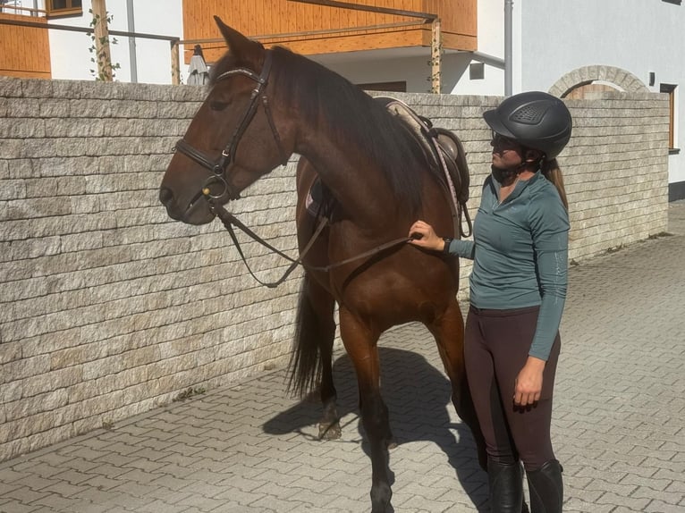 Duitse draver Merrie 4 Jaar 162 cm Bruin in Bruckmühl