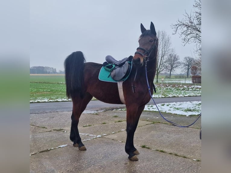 Duitse draver Merrie 4 Jaar 165 cm Donkerbruin in Möhnesee