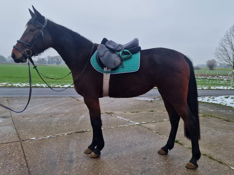 Duitse draver Merrie 4 Jaar 165 cm Donkerbruin in Möhnesee