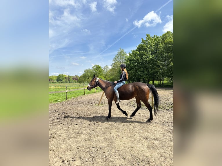 Duitse draver Merrie 5 Jaar 160 cm Bruin in Kellinghusen