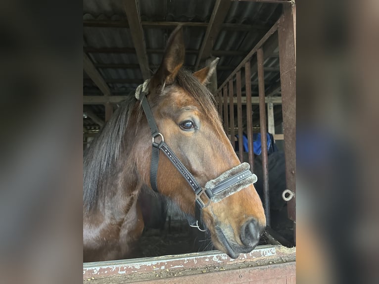 Duitse draver Merrie 5 Jaar 160 cm Bruin in Kellinghusen