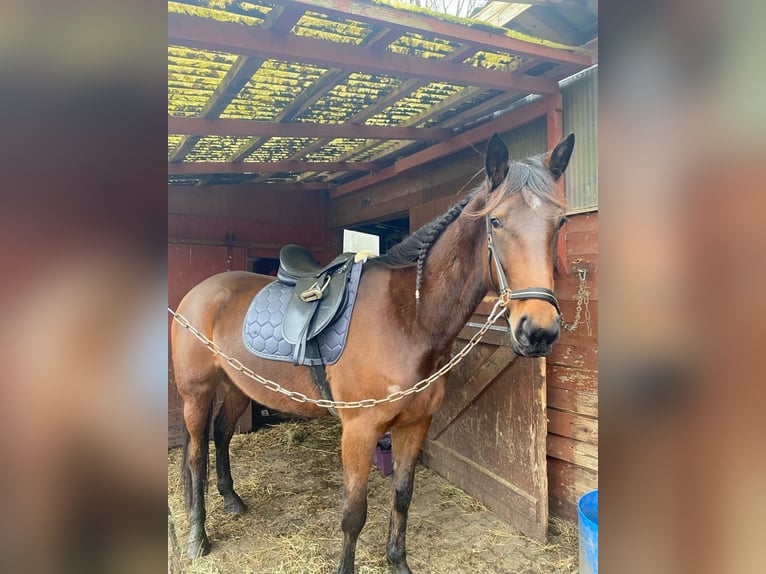 Duitse draver Merrie 5 Jaar 160 cm Bruin in Kellinghusen