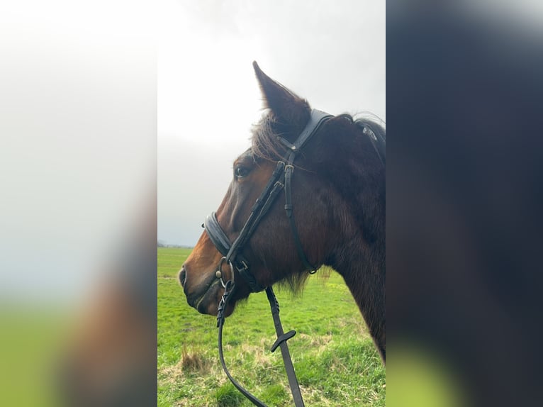 Duitse draver Merrie 5 Jaar 160 cm Bruin in Kellinghusen