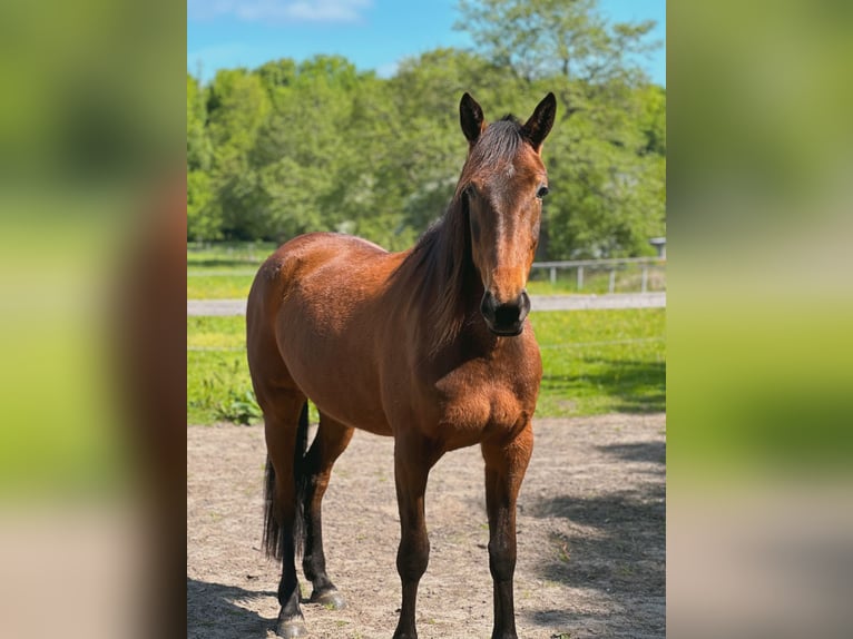 Duitse draver Merrie 5 Jaar 160 cm Bruin in Kellinghusen