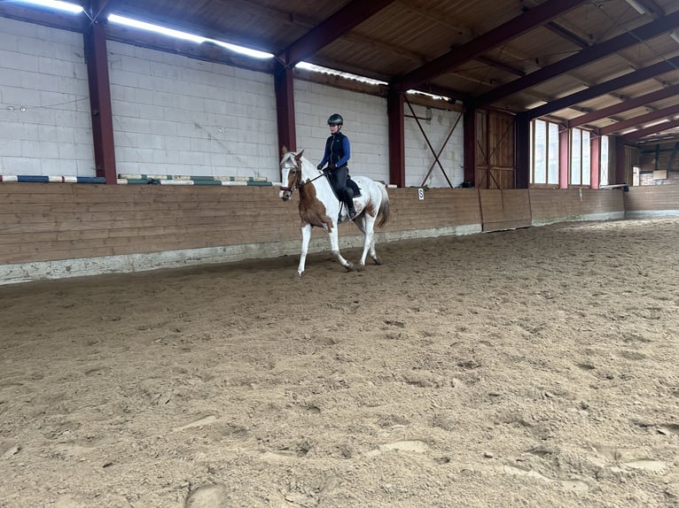 Duitse draver Mix Merrie 5 Jaar 164 cm Gevlekt-paard in Kuhfelde