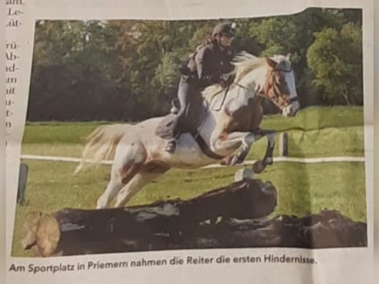 Duitse draver Mix Merrie 5 Jaar 164 cm Gevlekt-paard in Kuhfelde