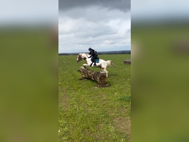 Duitse draver Mix Merrie 5 Jaar 164 cm Gevlekt-paard in Kuhfelde