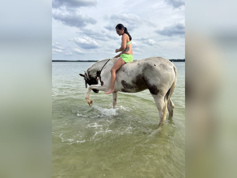 Duitse draver Mix Merrie 5 Jaar 164 cm Gevlekt-paard in Kuhfelde