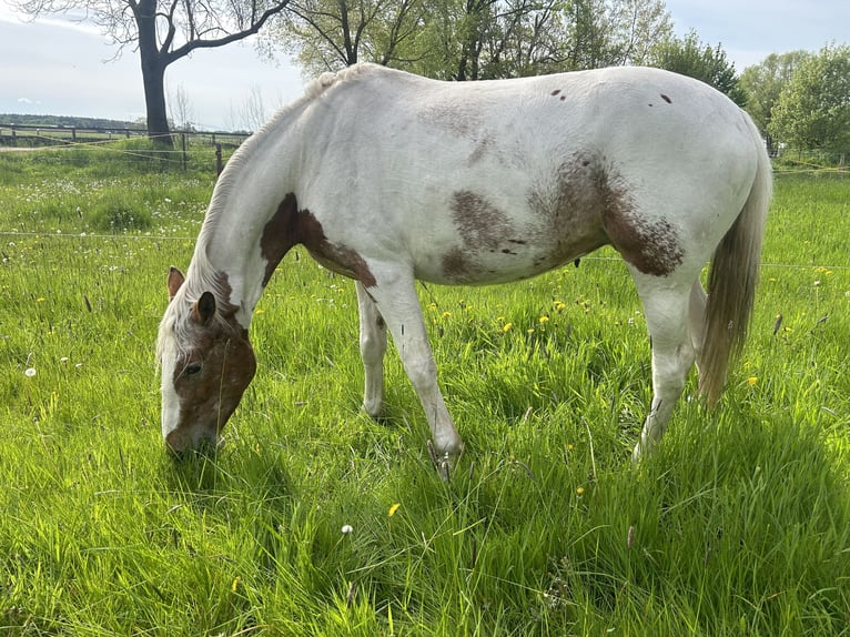 Duitse draver Mix Merrie 5 Jaar 164 cm Gevlekt-paard in Kuhfelde