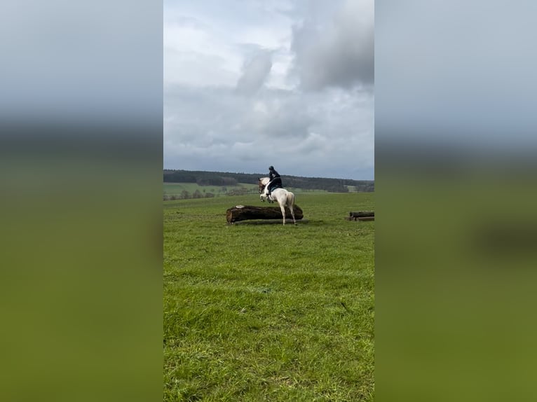 Duitse draver Mix Merrie 5 Jaar 164 cm Gevlekt-paard in Kuhfelde