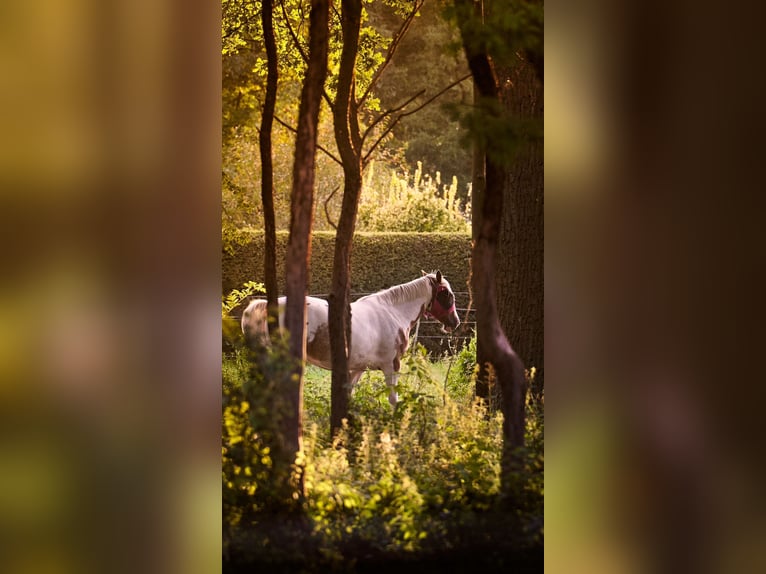 Duitse draver Mix Merrie 5 Jaar 164 cm Gevlekt-paard in Kuhfelde