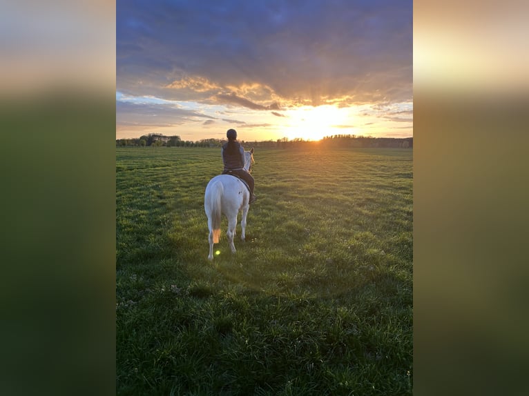 Duitse draver Mix Merrie 5 Jaar 164 cm Gevlekt-paard in Kuhfelde