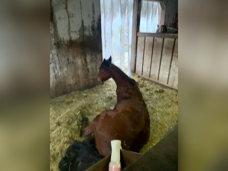 Duitse draver Merrie 5 Jaar 165 cm Donkerbruin in Frauenau