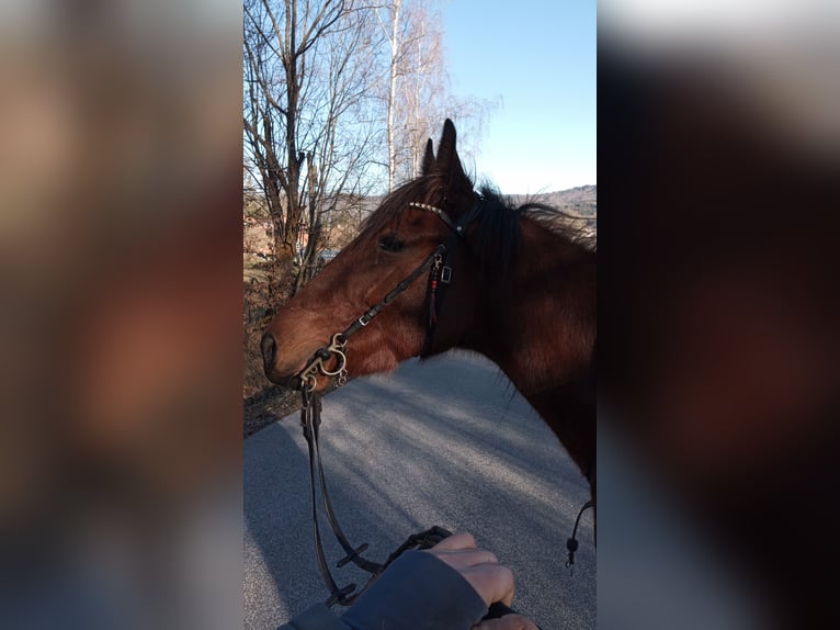 Duitse draver Merrie 5 Jaar 165 cm Donkerbruin in Frauenau