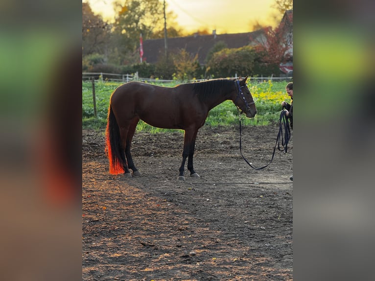 Duitse draver Merrie 5 Jaar Bruin in Oftering