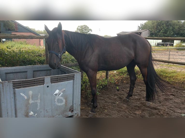 Duitse draver Merrie 6 Jaar 160 cm Donkere-vos in Tolkamer