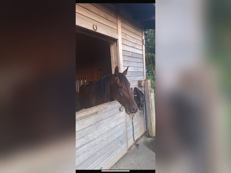 Duitse draver Merrie 6 Jaar 162 cm Donkerbruin in Tann