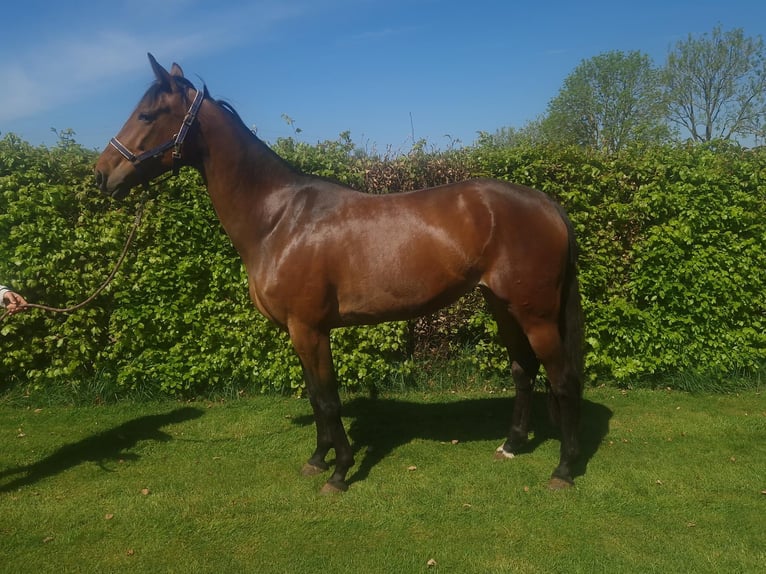 Duitse draver Merrie 6 Jaar 163 cm Donkerbruin in Toldijk
