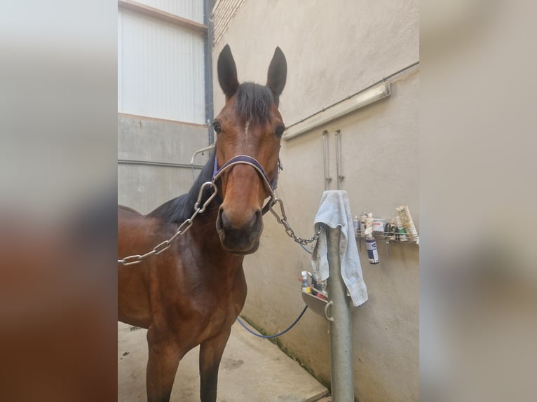 Duitse draver Merrie 6 Jaar 163 cm Donkerbruin in Toldijk