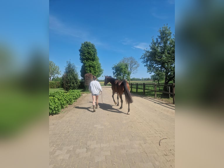 Duitse draver Merrie 6 Jaar 163 cm Donkerbruin in Toldijk