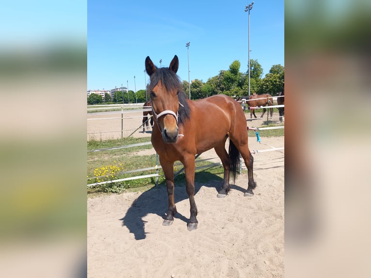 Duitse draver Merrie 7 Jaar 155 cm Bruin in Berlin