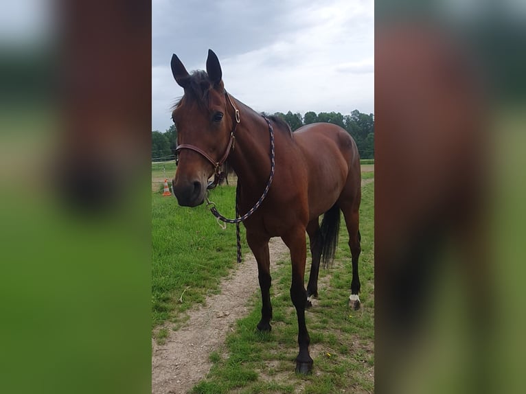 Duitse draver Merrie 7 Jaar 155 cm Bruin in Steinhaus