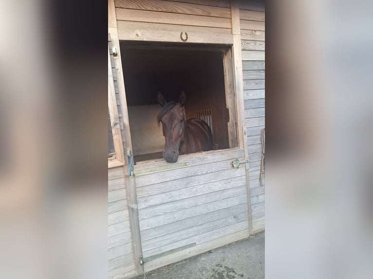 Duitse draver Merrie 7 Jaar 160 cm Zwartbruin in Tann