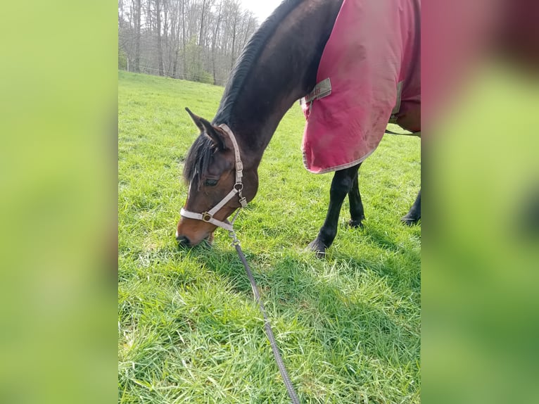 Duitse draver Merrie 7 Jaar 162 cm Bruin in Datteln