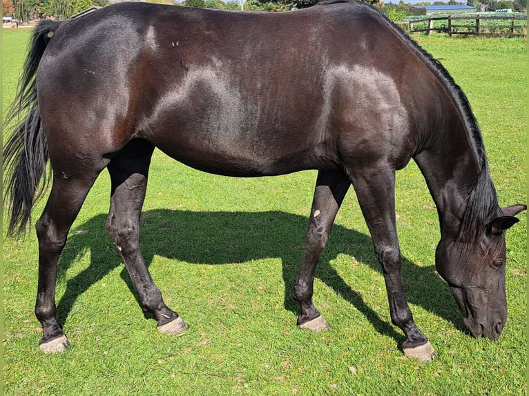 Duitse draver Merrie 7 Jaar 162 cm Zwart in Kempen