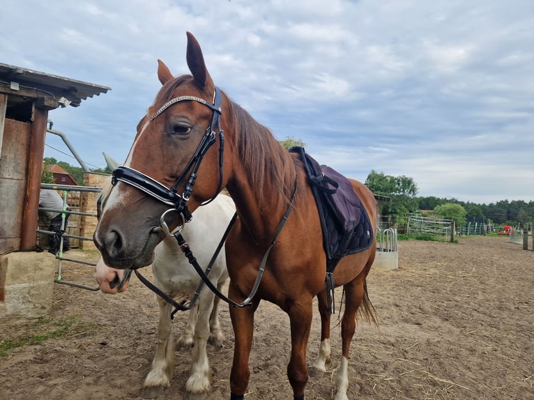 Duitse draver Merrie 8 Jaar 164 cm Vos in Beelitz