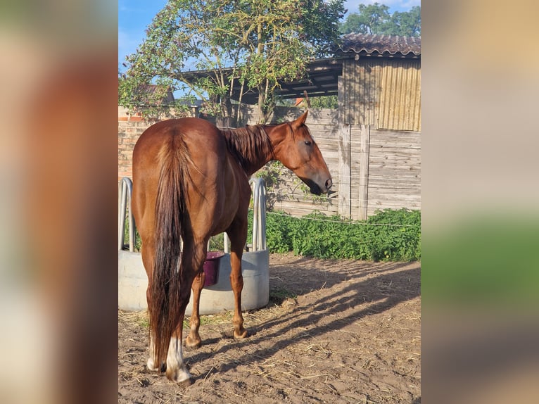 Duitse draver Merrie 8 Jaar 164 cm Vos in Beelitz