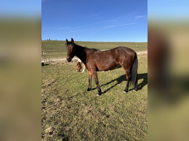 Duitse draver Merrie 8 Jaar 165 cm Bruin in EurasburgEurasburg