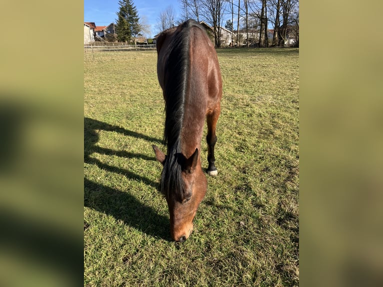 Duitse draver Merrie 8 Jaar 165 cm Bruin in EurasburgEurasburg