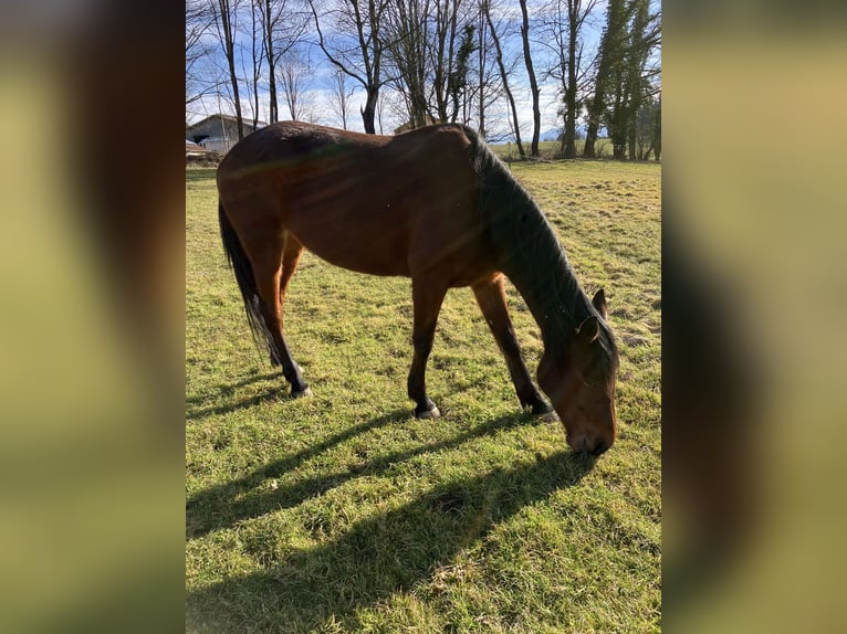 Duitse draver Merrie 8 Jaar 165 cm Bruin in EurasburgEurasburg