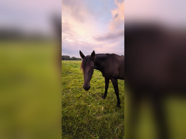 Duitse draver Merrie 8 Jaar 165 cm Donkerbruin in Verden (Aller)