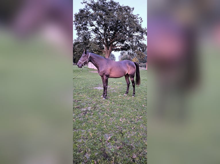 Duitse draver Merrie 8 Jaar 165 cm Donkerbruin in Verden (Aller)