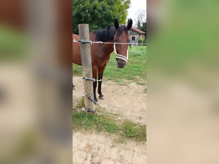 Duitse draver Merrie 8 Jaar 166 cm Donkerbruin in Karlshuld