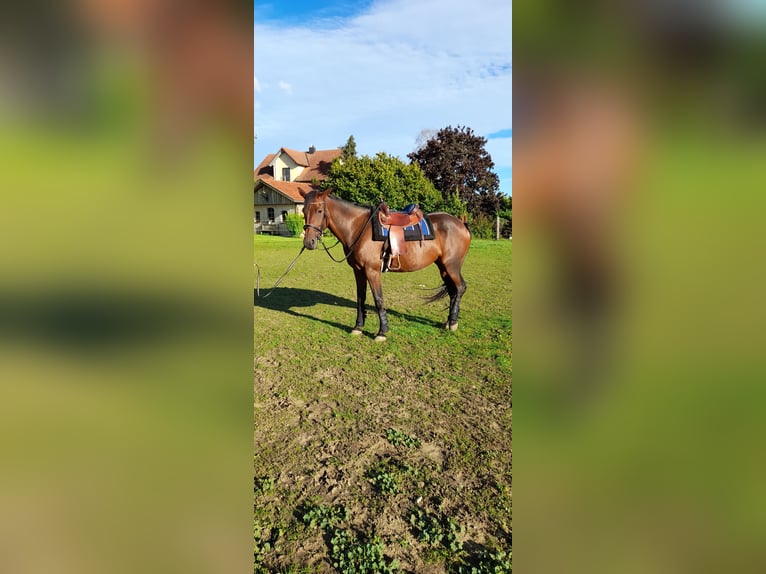 Duitse draver Merrie 8 Jaar 166 cm Donkerbruin in Karlshuld