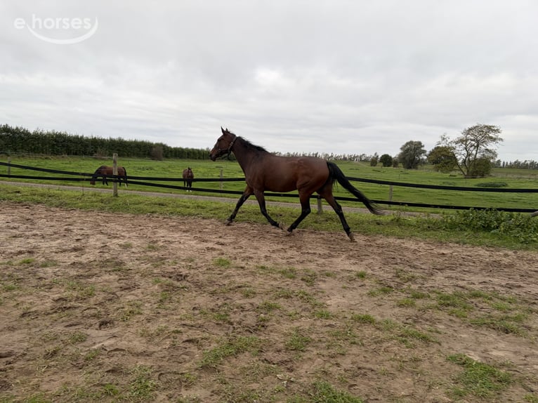 Duitse draver Merrie 8 Jaar 167 cm Bruin in Tolkamer