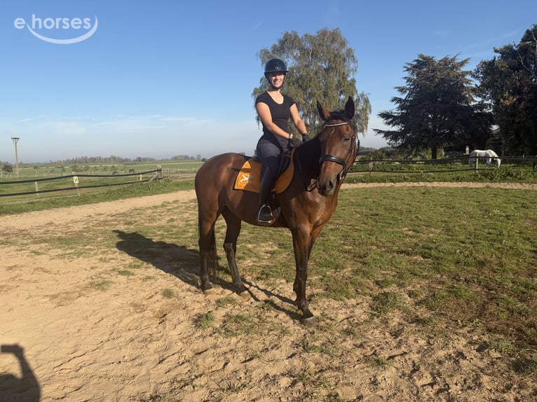 Duitse draver Merrie 8 Jaar 167 cm Bruin in Tolkamer