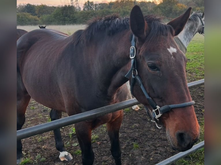 Duitse draver Merrie 8 Jaar 175 cm Bruin in Voerde