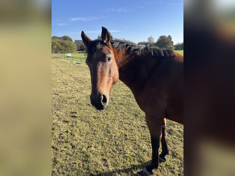 Duitse draver Merrie 9 Jaar 146 cm Bruin in Köhn