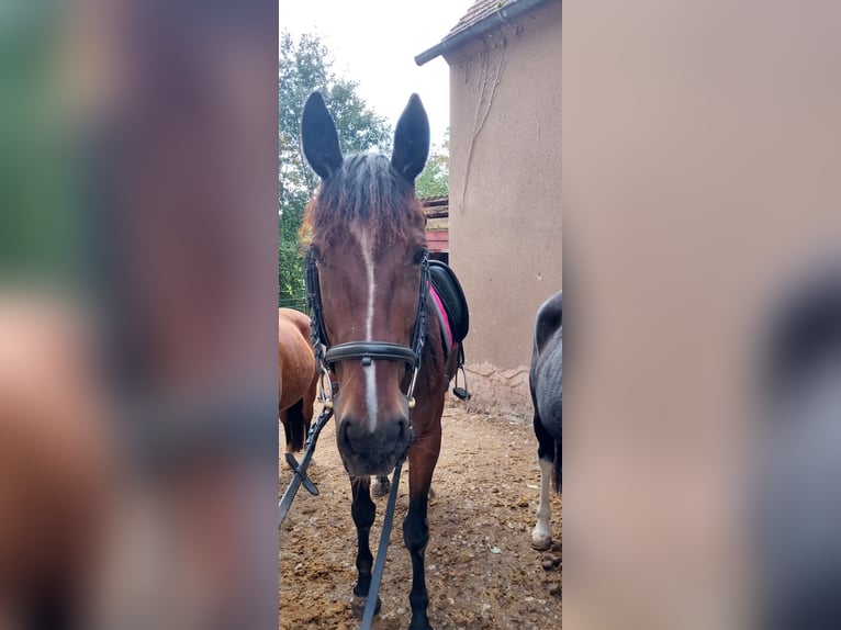 Duitse draver Merrie 9 Jaar 155 cm Bruin in Dinkelsbühl