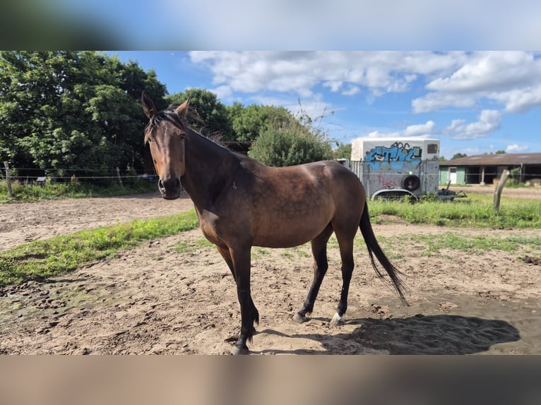 Duitse draver Merrie 9 Jaar 155 cm Bruin in Thyrow