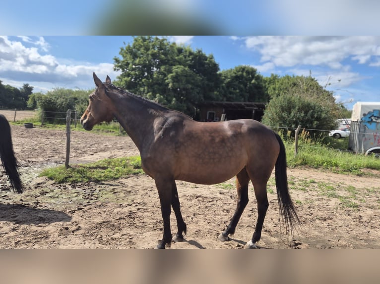 Duitse draver Merrie 9 Jaar 155 cm Bruin in Thyrow