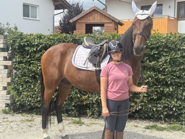 Duitse draver Ruin 10 Jaar 164 cm Bruin in Bruckmühl