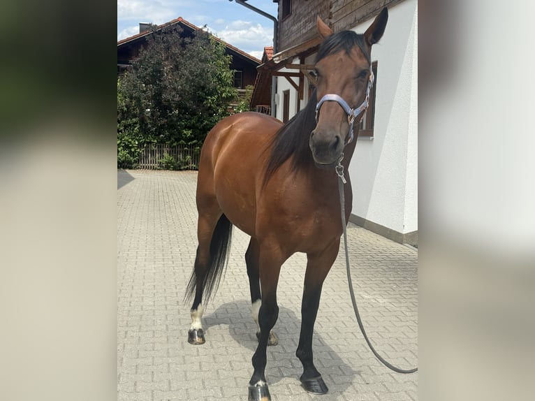 Duitse draver Ruin 10 Jaar 164 cm Bruin in Bruckmühl