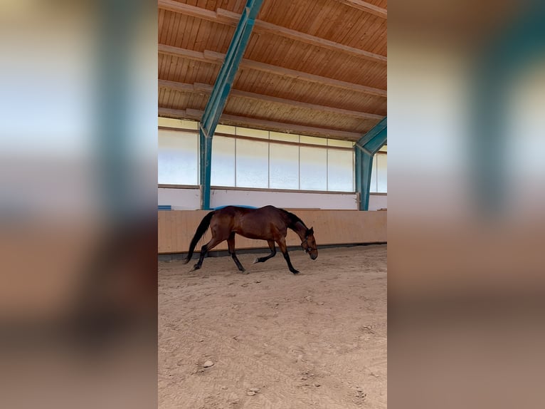Duitse draver Ruin 10 Jaar 170 cm Bruin in Aying